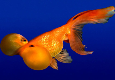 Водяные Глазки Красные (M)